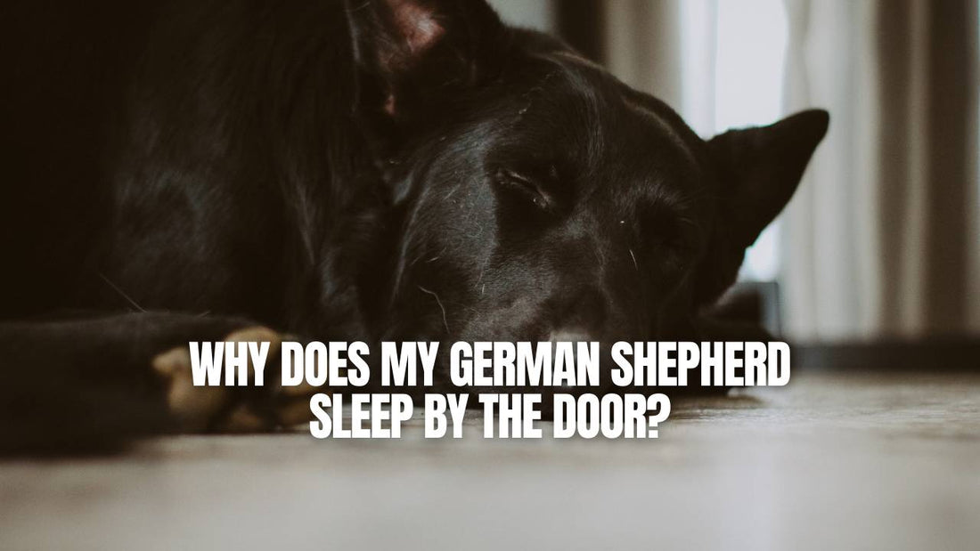 Why does my German Shepherd sleep by the door? GSD Colony