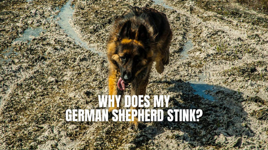 Why does my German Shepherd smell bad? - GSD Colony