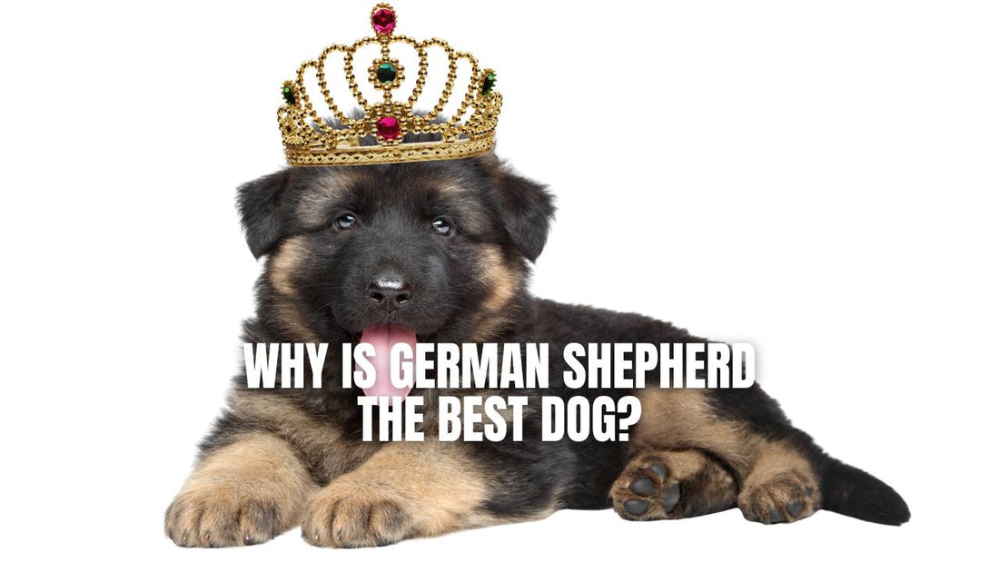 Why German Shepherd dog is the best dog?