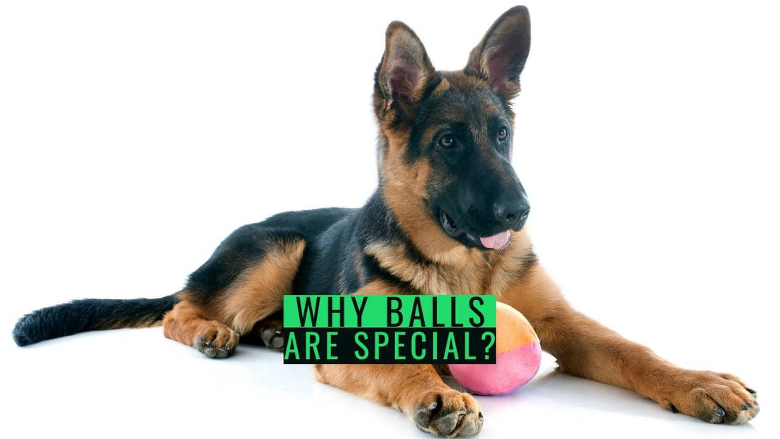 Why German Shepherds Love Balls? GSD Colony
