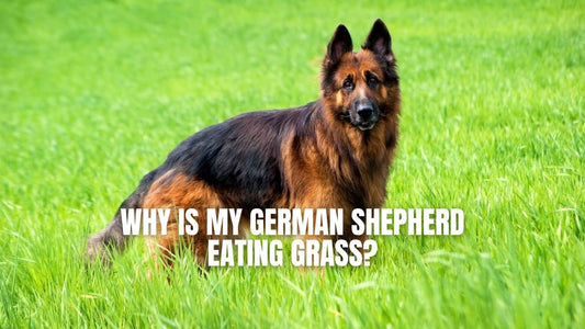 Why is my German Shepherd eating grass? GSD Colony