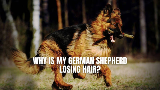 Why is my German Shepherd losing hair?