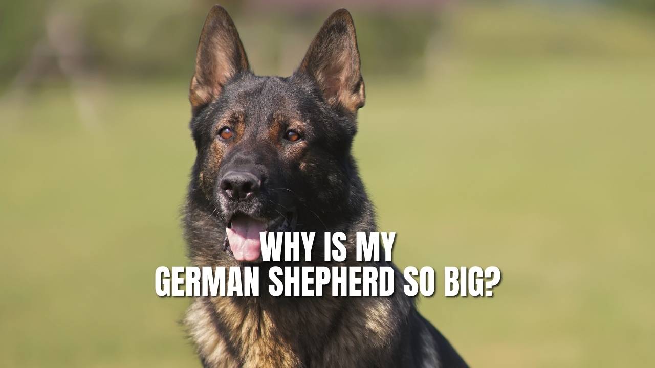 Giant german hotsell shepherd breed