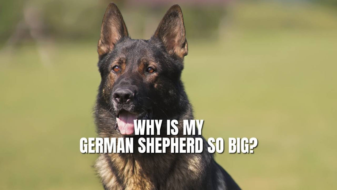 Why is my German Shepherd So Big?