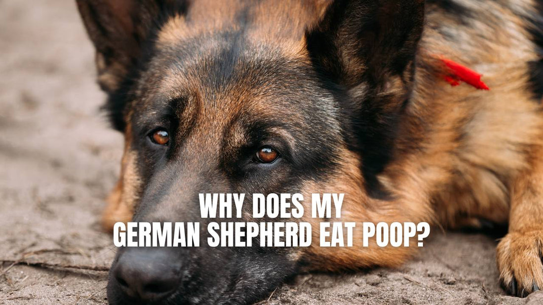 Why does my German Shepherd eats poop - GSD Colony