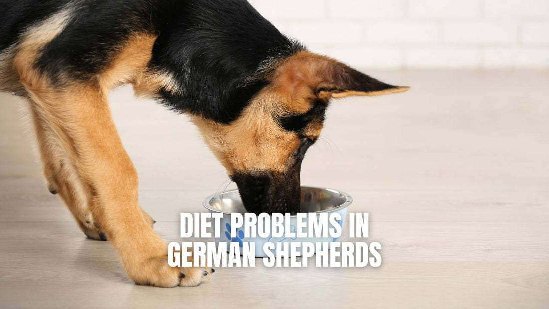 Why my German Shepherd is Not Eating - GSD Colony