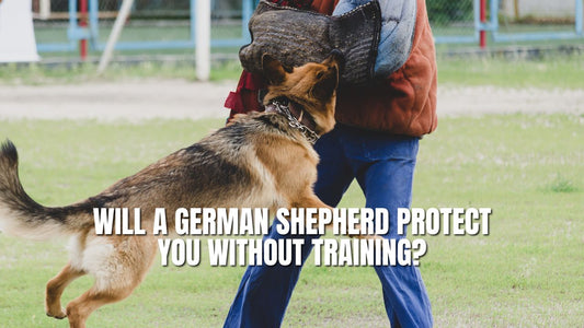 Will a German Shepherd protect you without training?