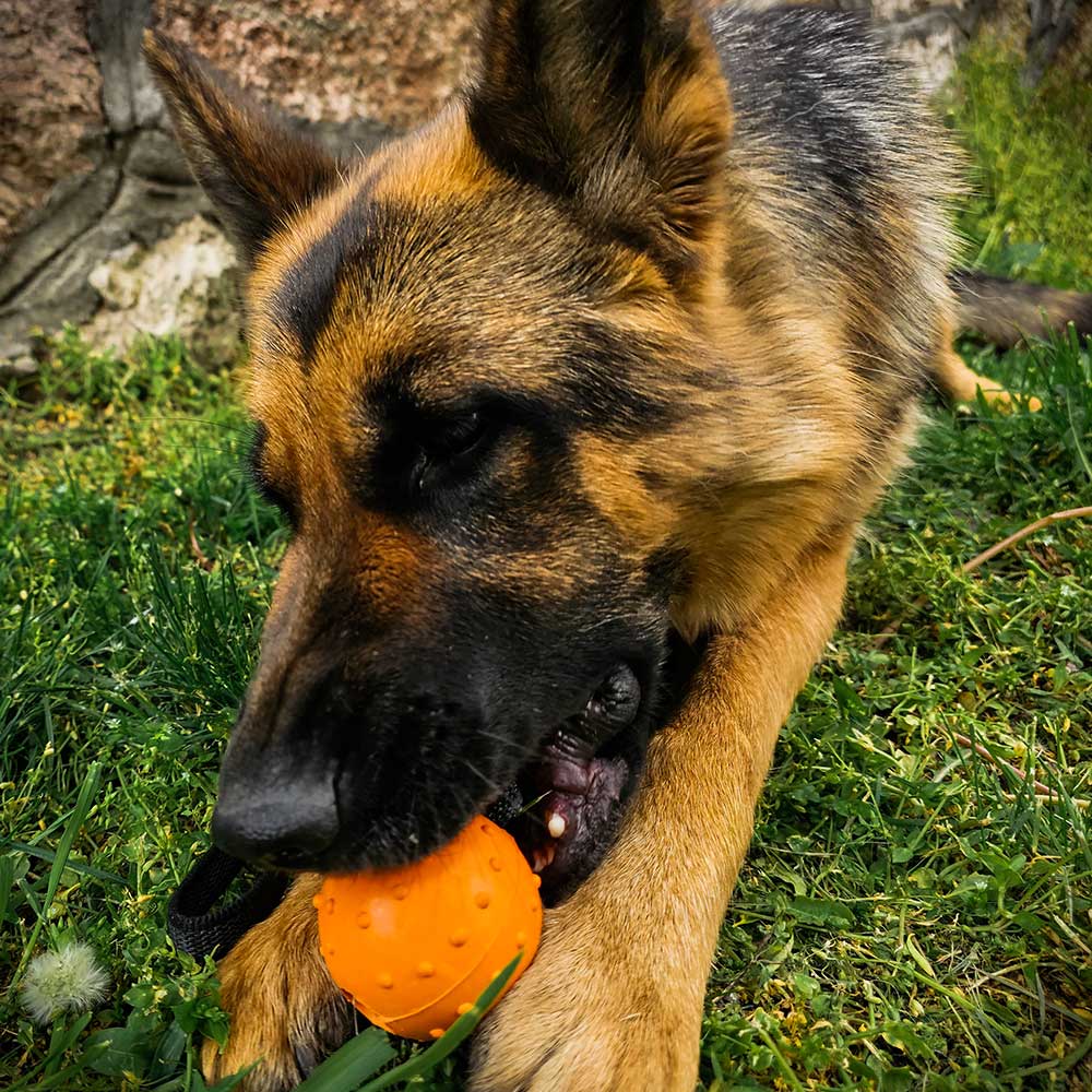 Ballbea® dog training ball on rope 2