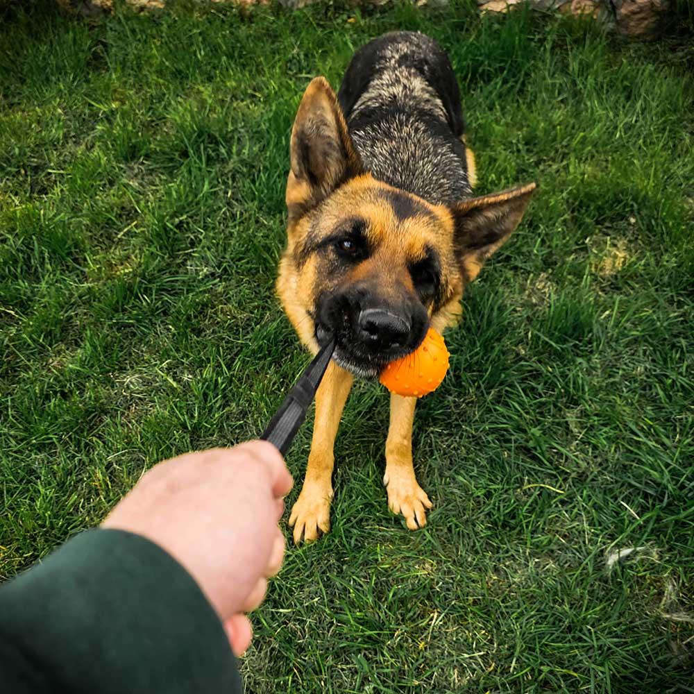 Ballbea® dog training ball on rope 3