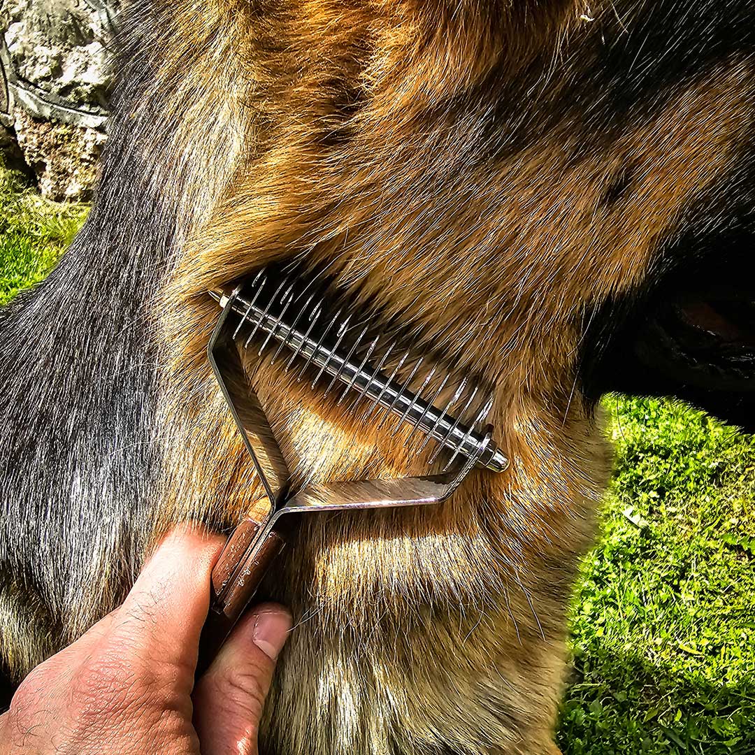 Brushing German Shepherd dog