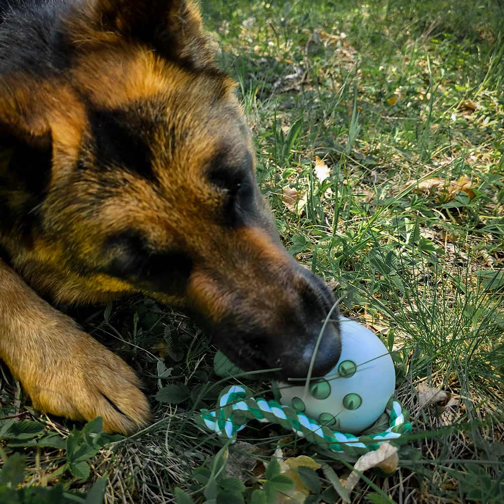 German Shepherd dog chewing dinosaur toy