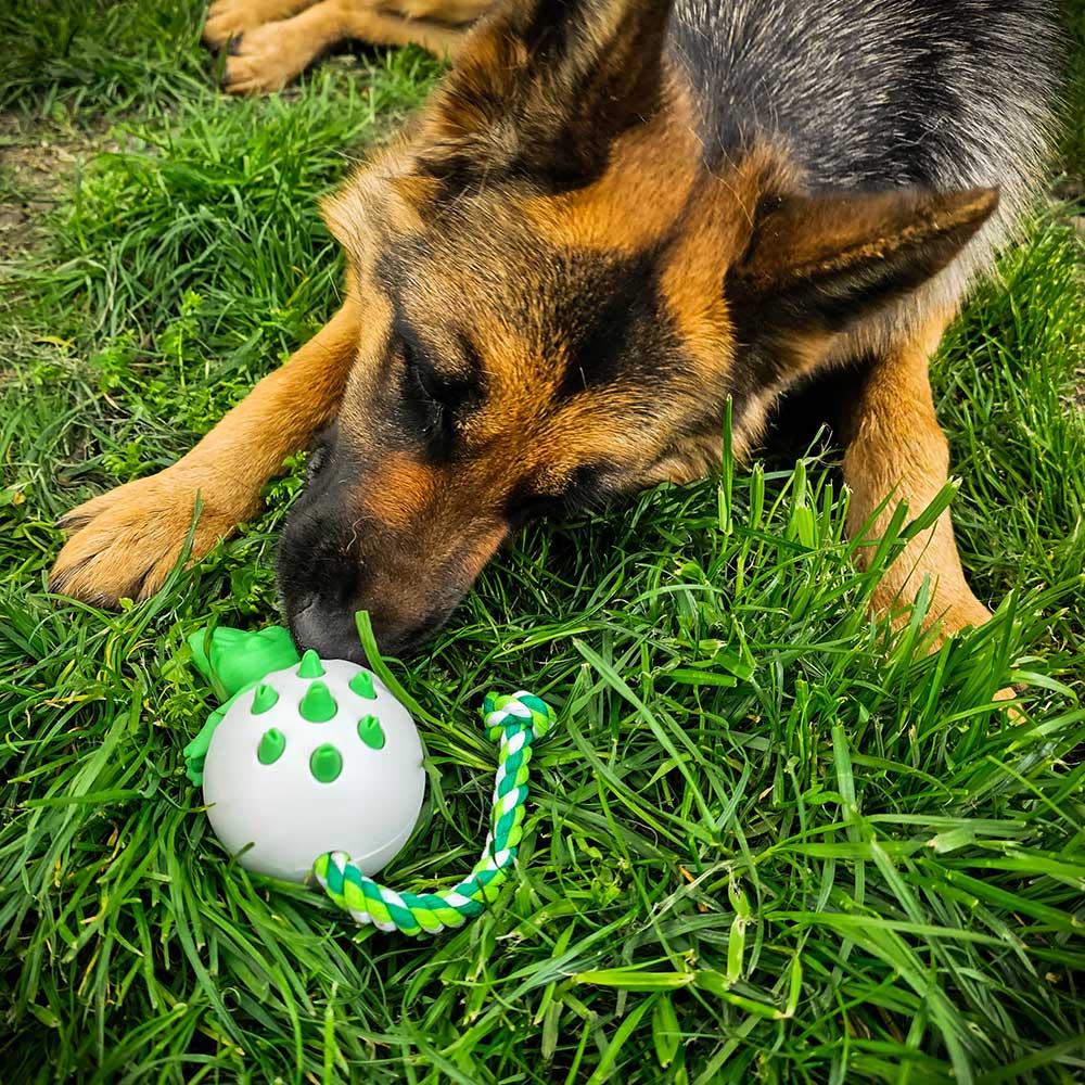 https://gsdcolony.com/cdn/shop/files/dinosaur-german-shepherd-chewing-dog-toy-1.jpg?v=1682834871&width=1445