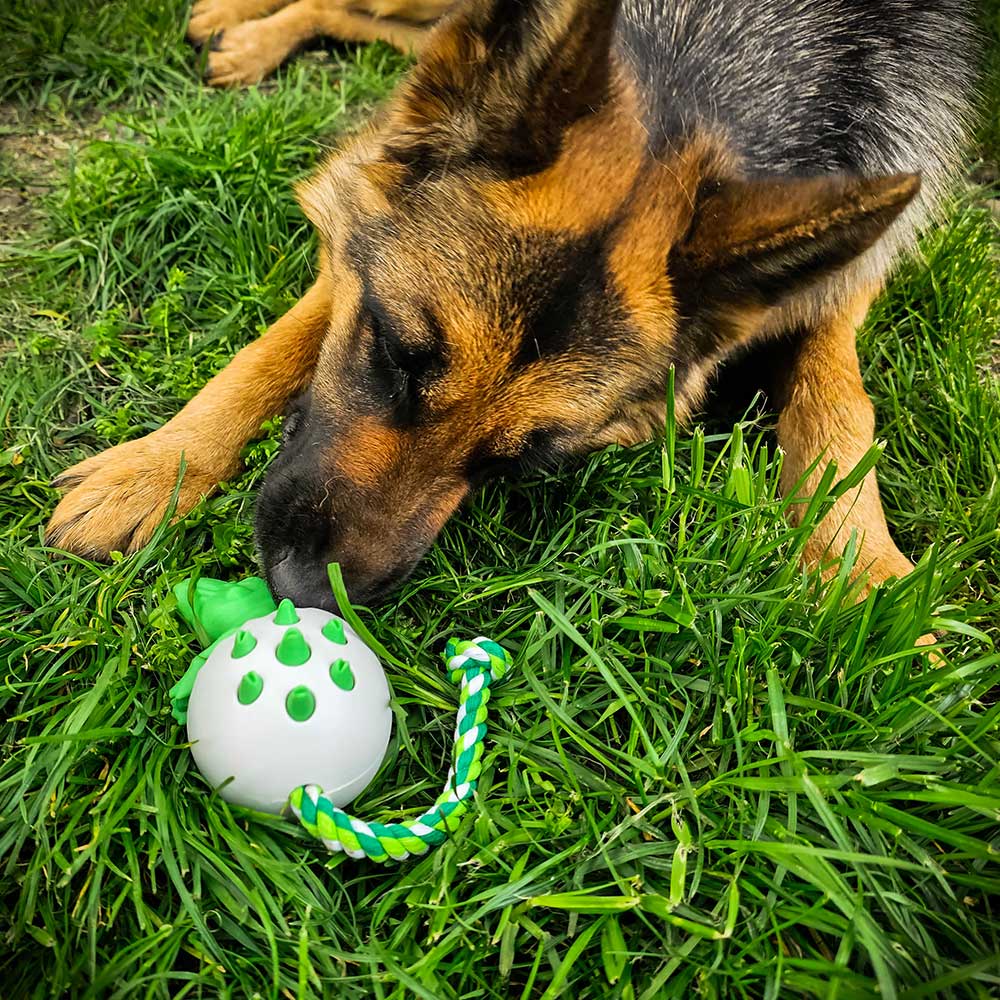 Dinosaur German Shepherd chewing teething dog toy 1