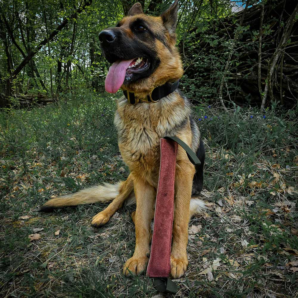 German Shepherd with the training bite pillow from cow leather