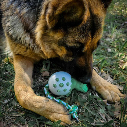 German Shepherd dog chewing dinosaur dental toy