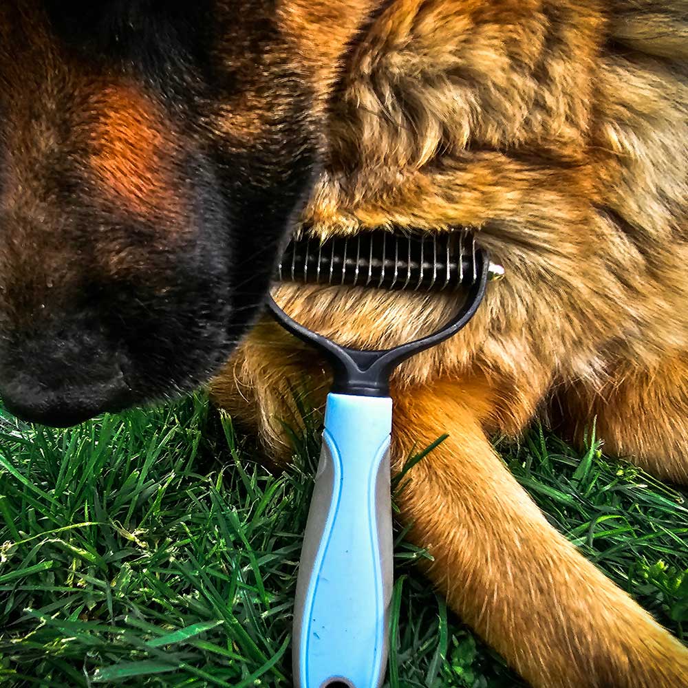 German Shepherd grooming brush 1