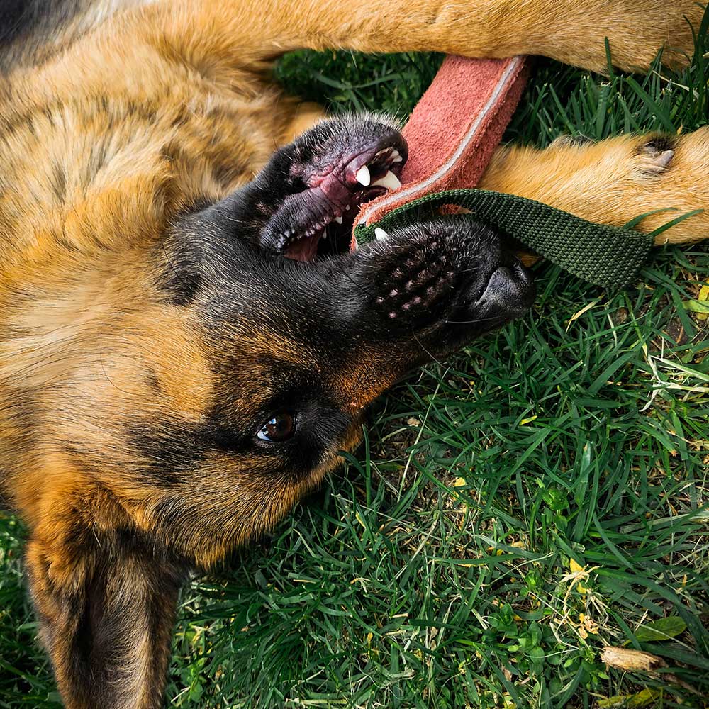 German Shepherd leather bite pillow with two handles 2