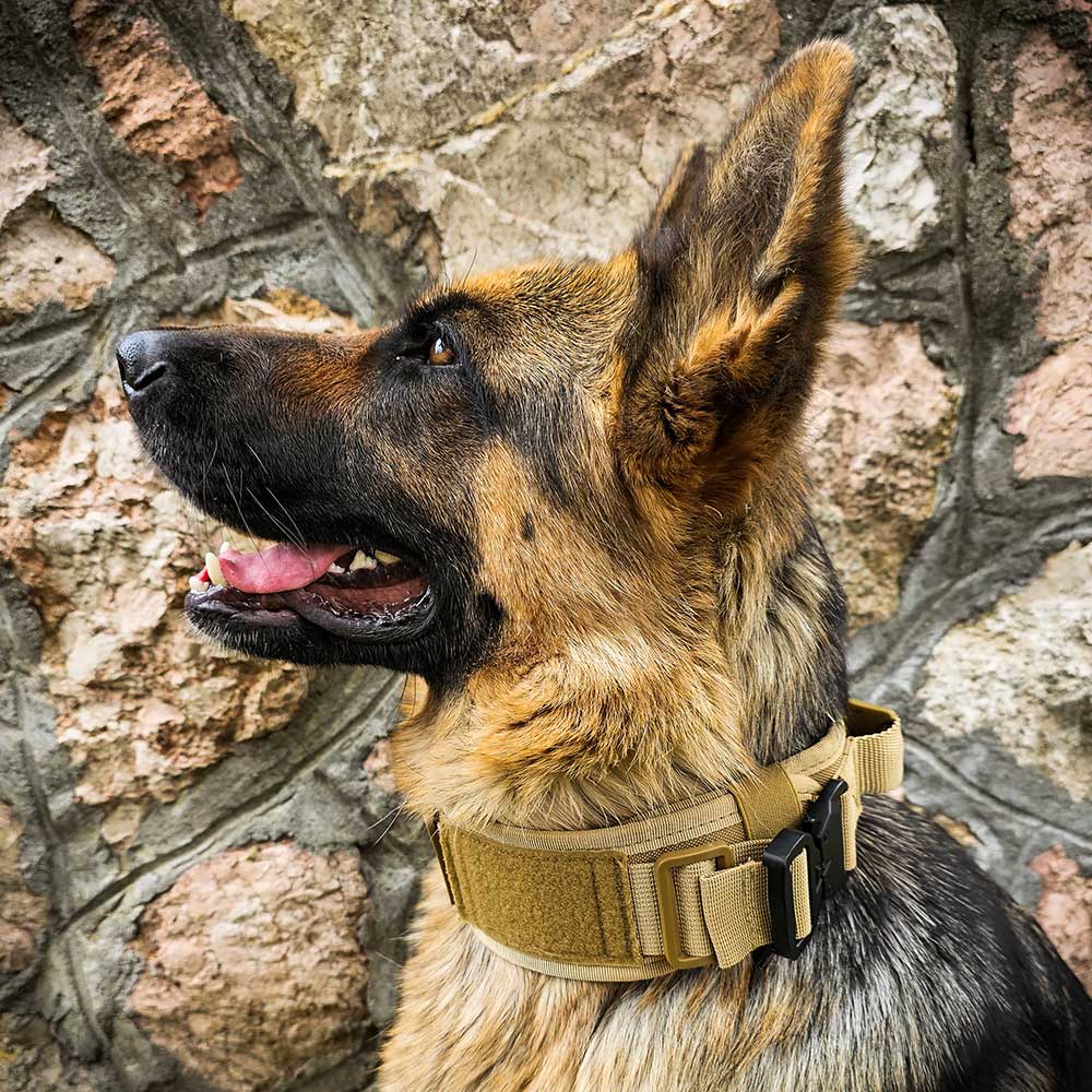 German Shepherd Tactical Collar with handle