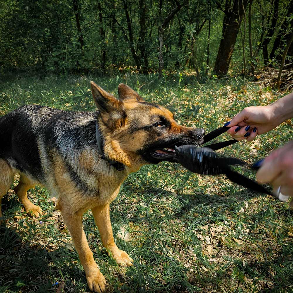 German Shepherd bite training pillow with two handles