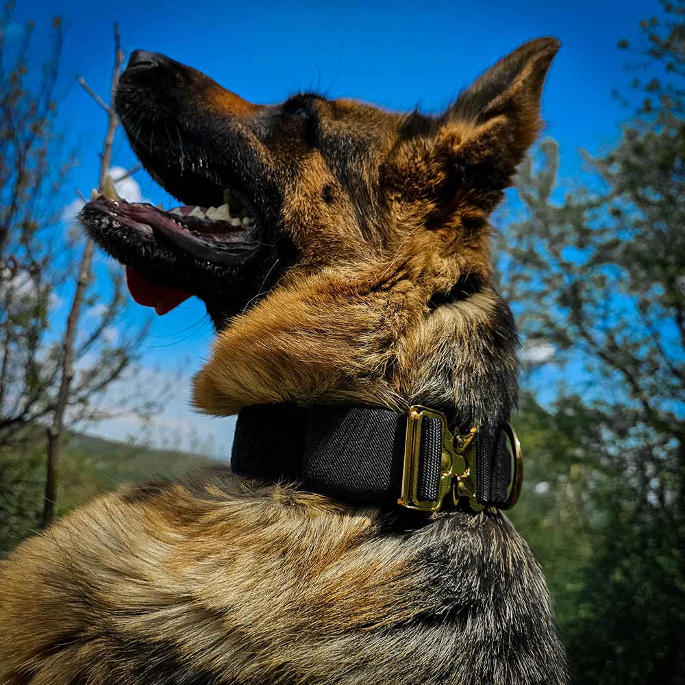 German Shepherd with tactical collar