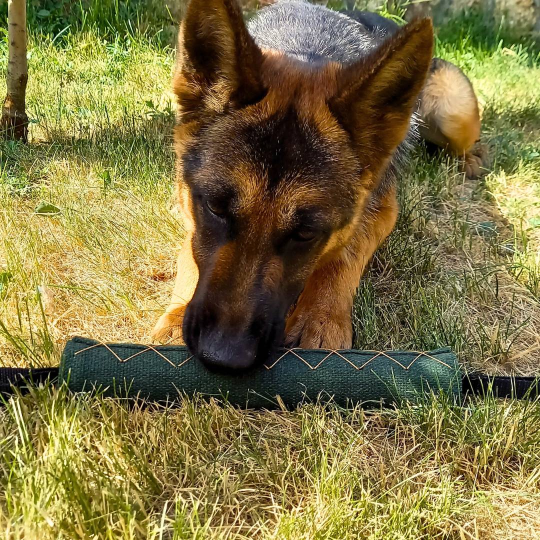 GREENOOZE German Shepherd Training Pillow