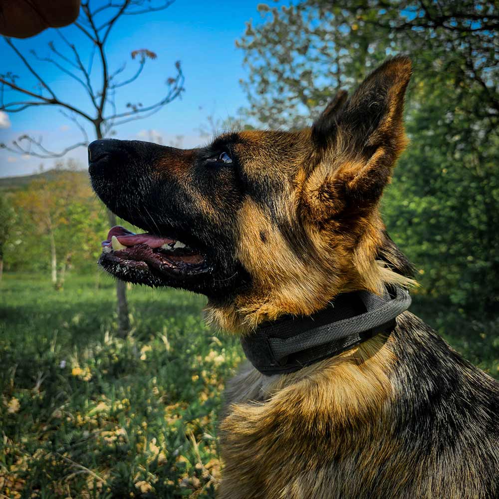 German Shepherd and tactical collar with handle