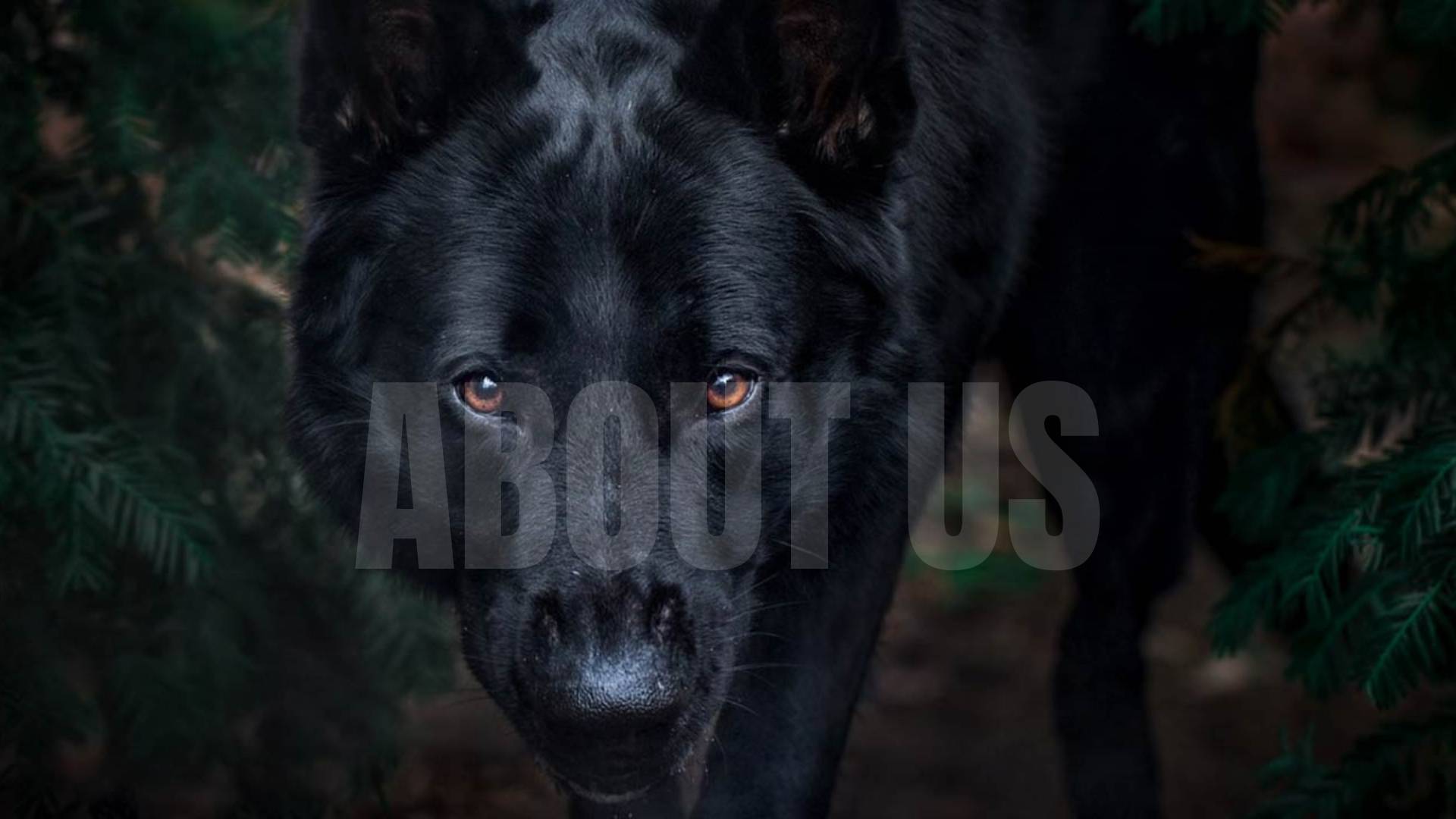 GSD Colony - About Us