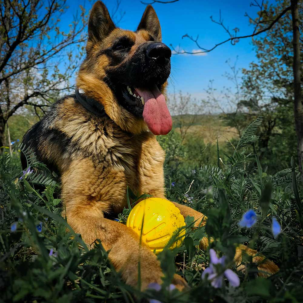 German Shepherd with the yellow training ball on rope