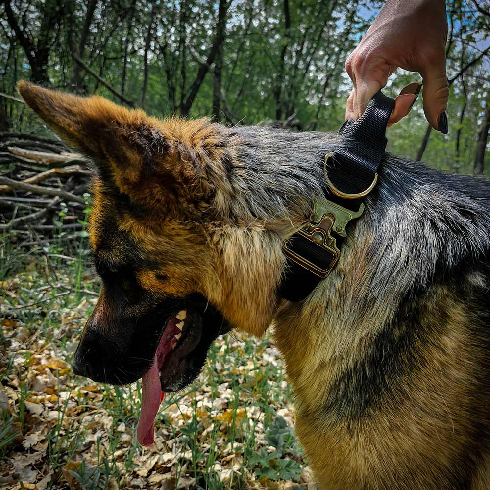 Handle on tactical German Shepherd collar