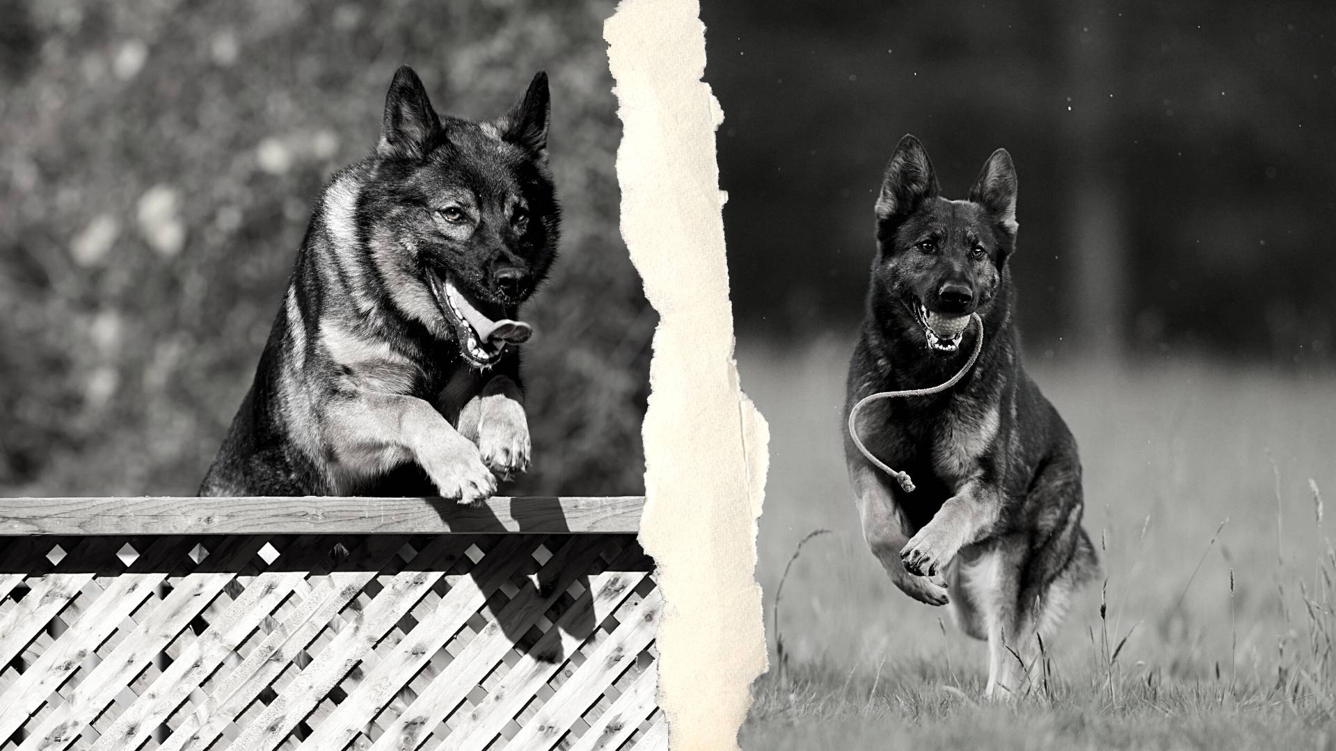 Play and Training - GSD Colony