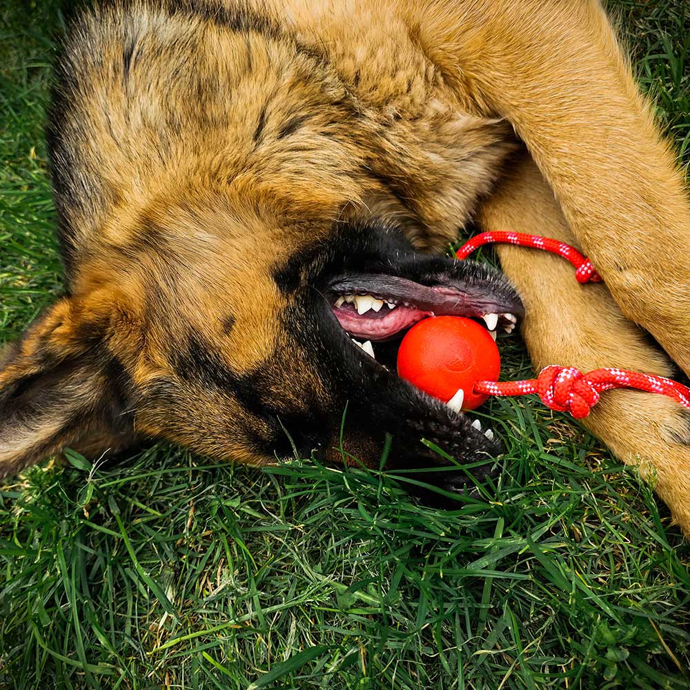 Redque™ German Shepherd training ball on the rope 2