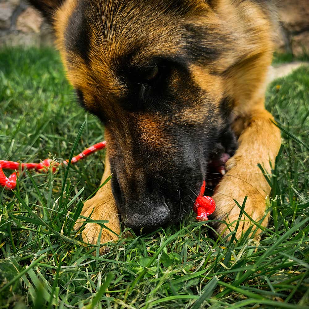 Redque™ German Shepherd training ball on the rope 3