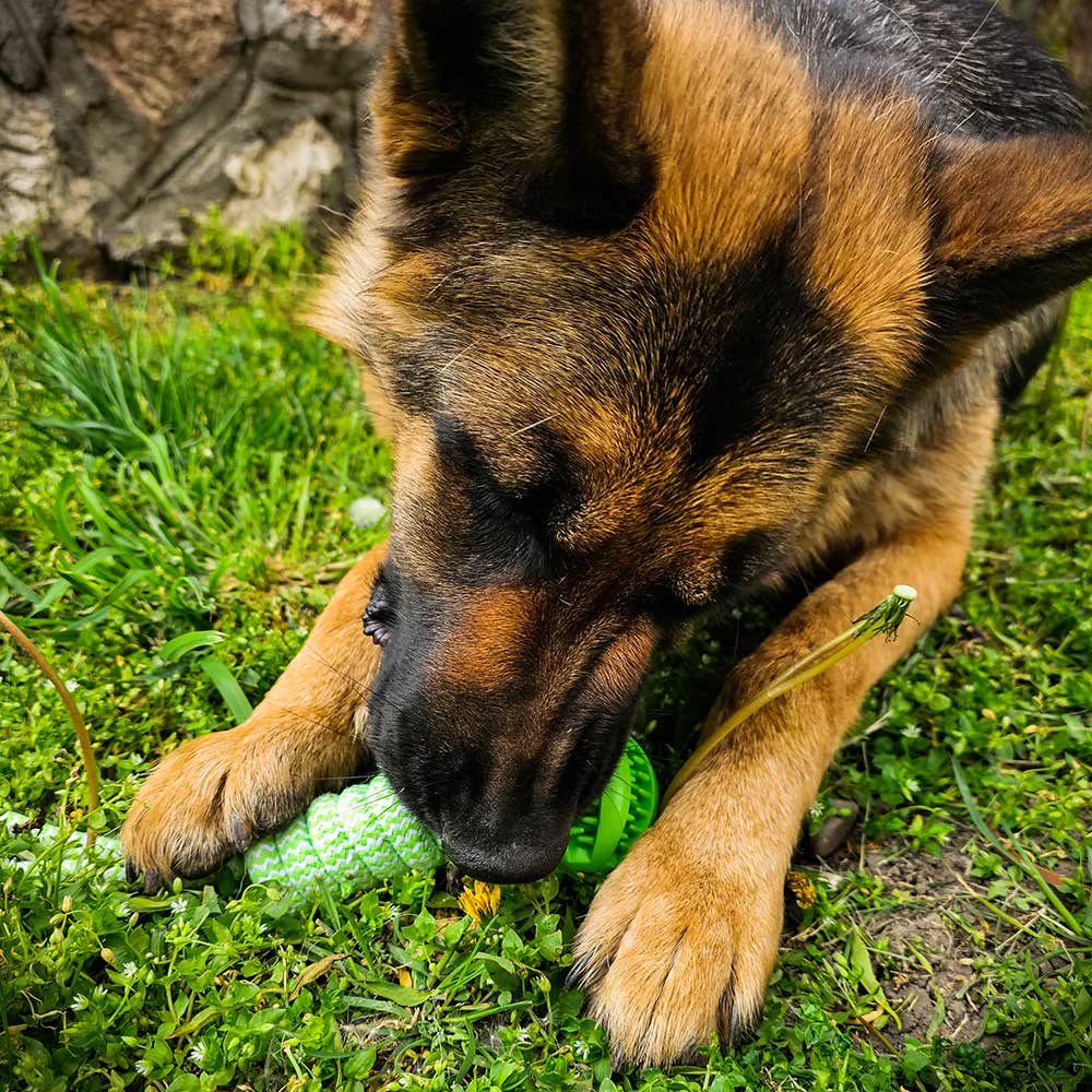 RuffRope® Teething German Shepherd ball 1