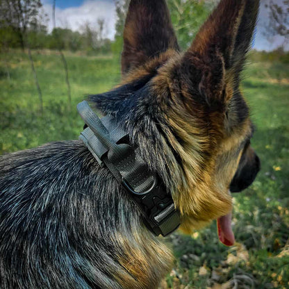 Tactical collar for German Shepherds