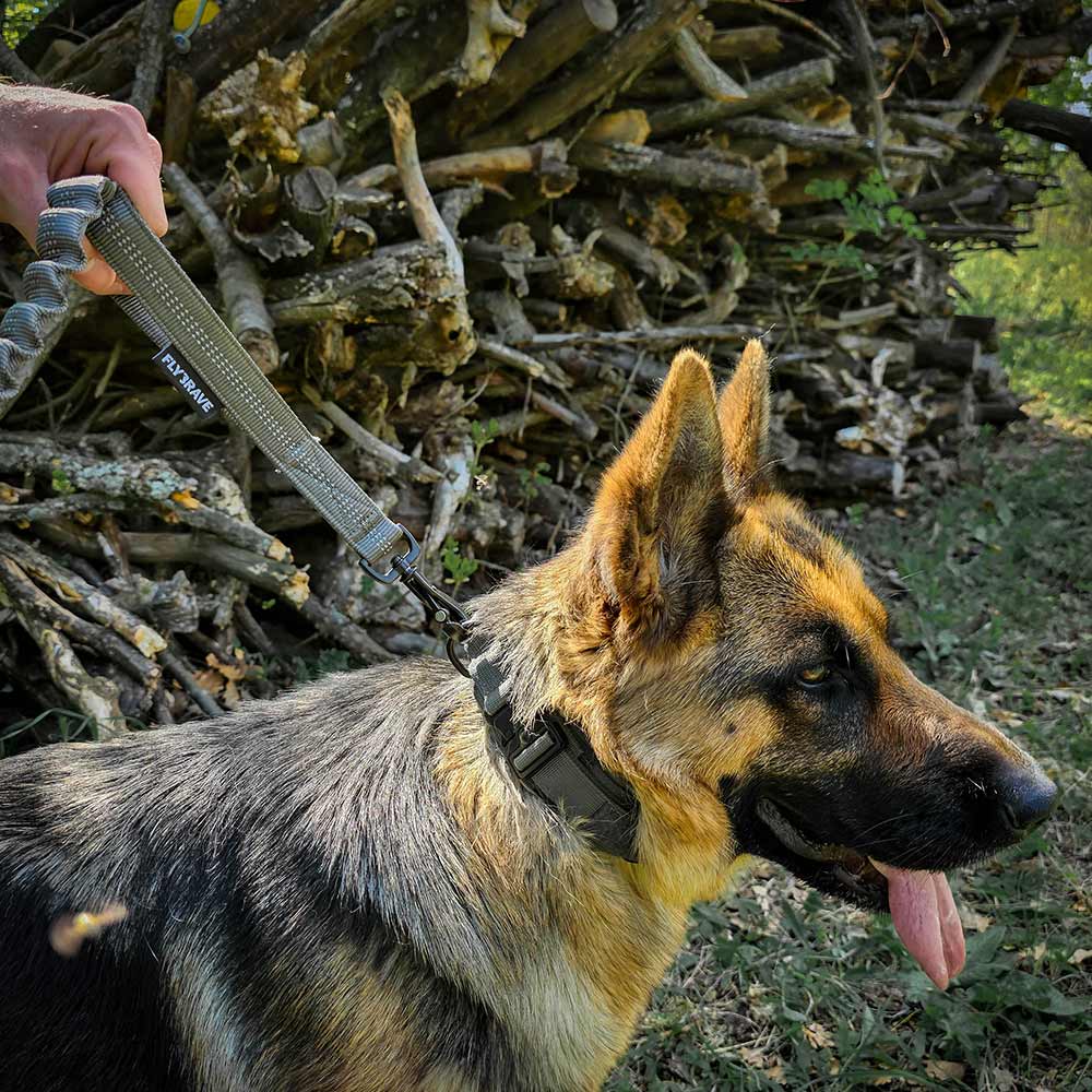 Tactical leash and collar dog set