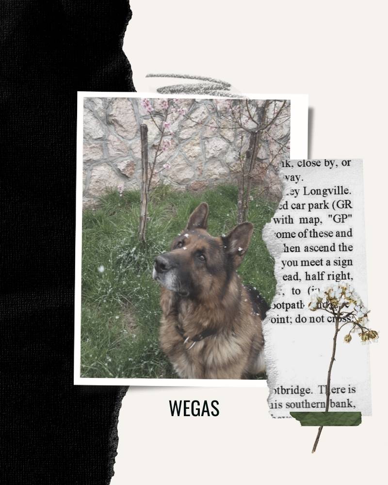 Wegas, German Shepherd Dog - GSD Colony Inspiration