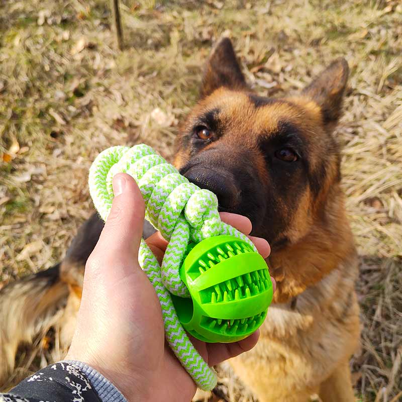 Ball on the rope and German Shepherd dog - GSD Colony