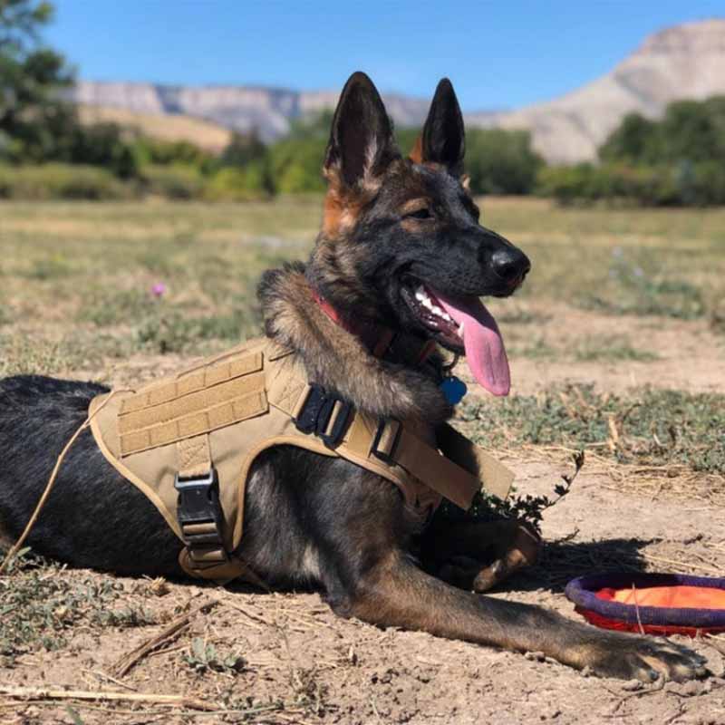 German Shepherd Dog With GSD Colony Tacticzen™ Military K9 Dog Harness With Handle - GSD Colony Shop