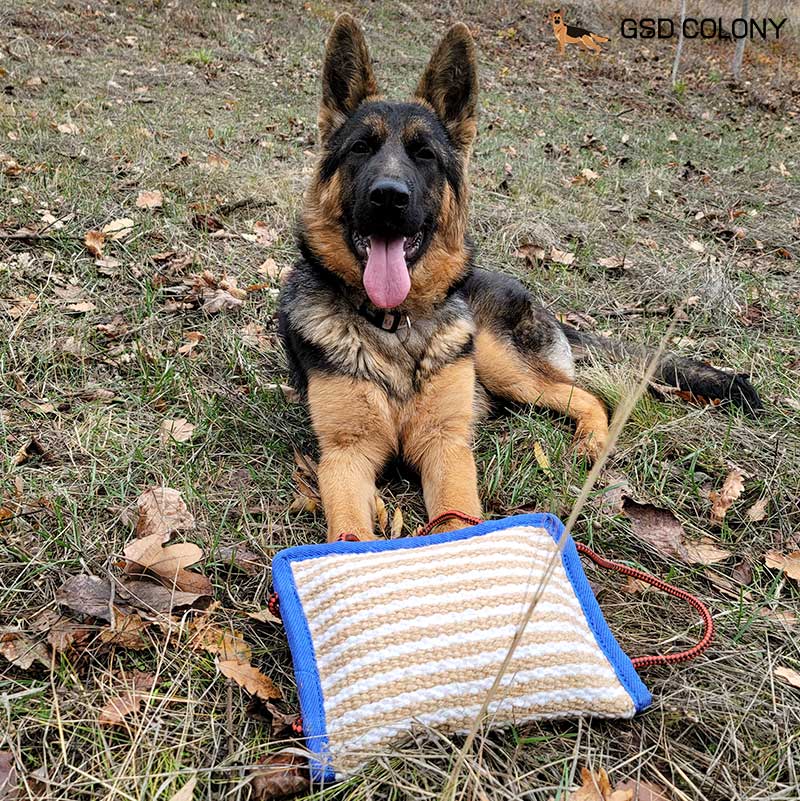 German Shepherd dog with training jute bite pillow by GSD Colony