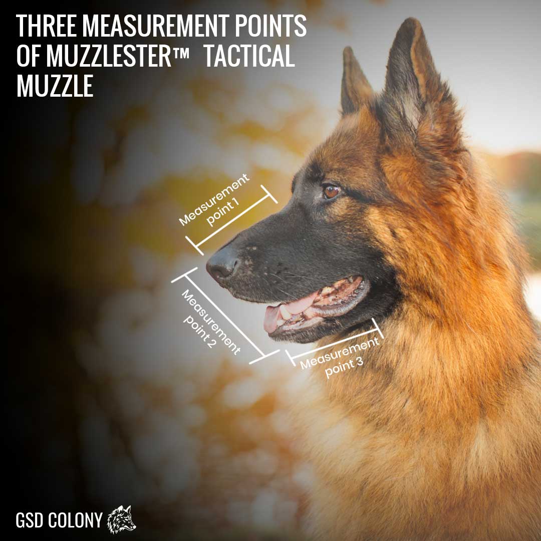 German Shepherd Muzzlester™ Tactical muzzle measurement points - GSD Colony