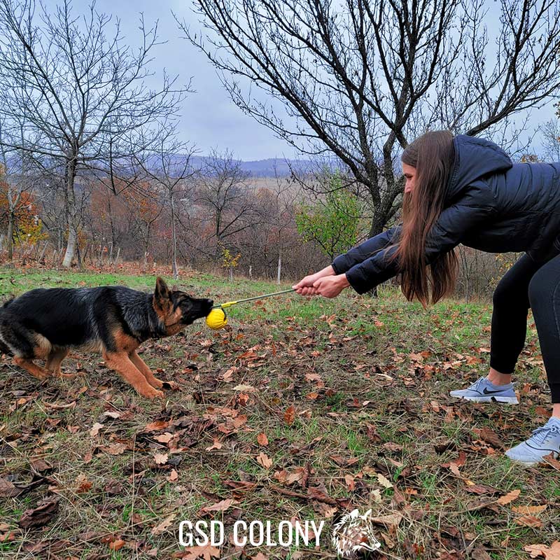 German Shepherd Playing with training ball - GSD Colony