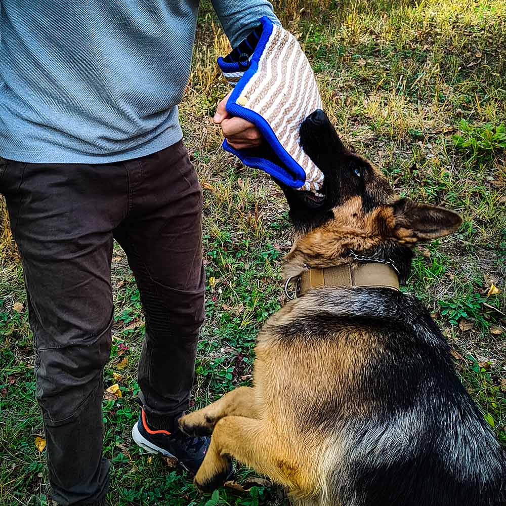 German Shepherd training with bite pillow - GSD Colony