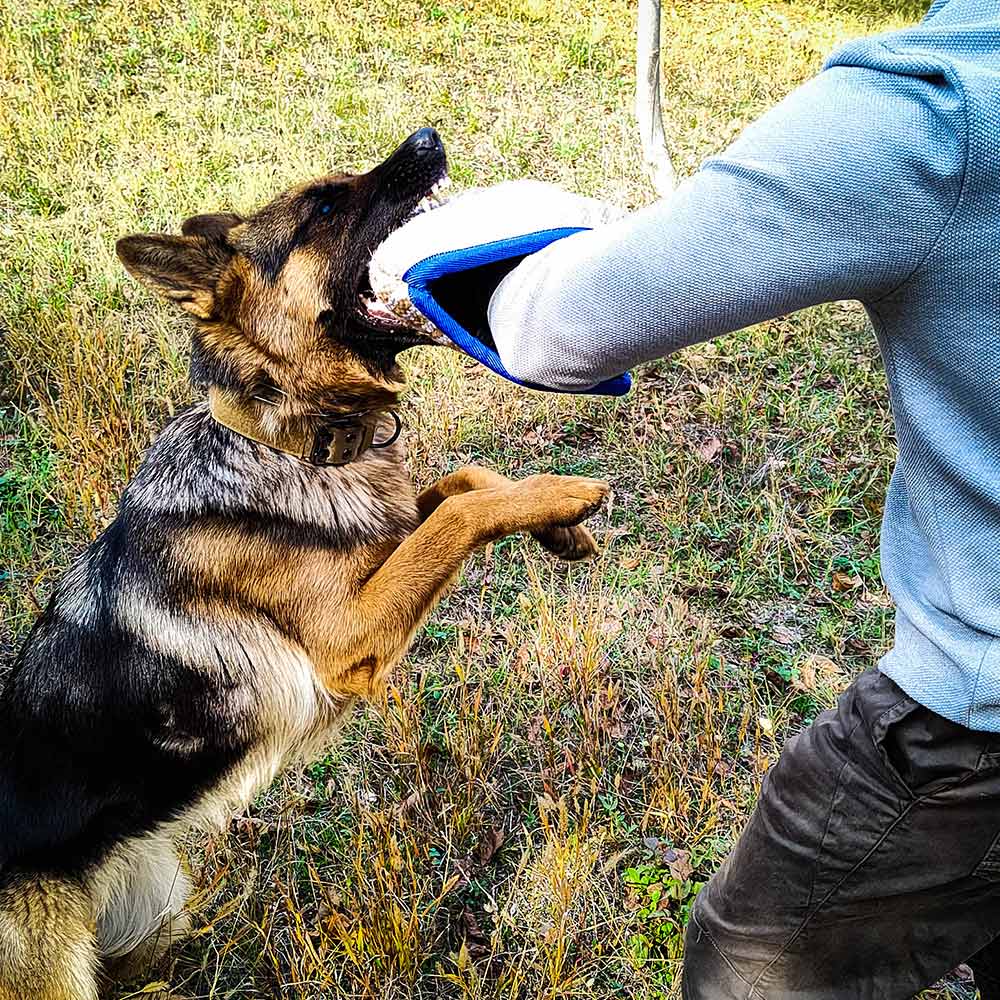 German Shepherd Training with bite pillow