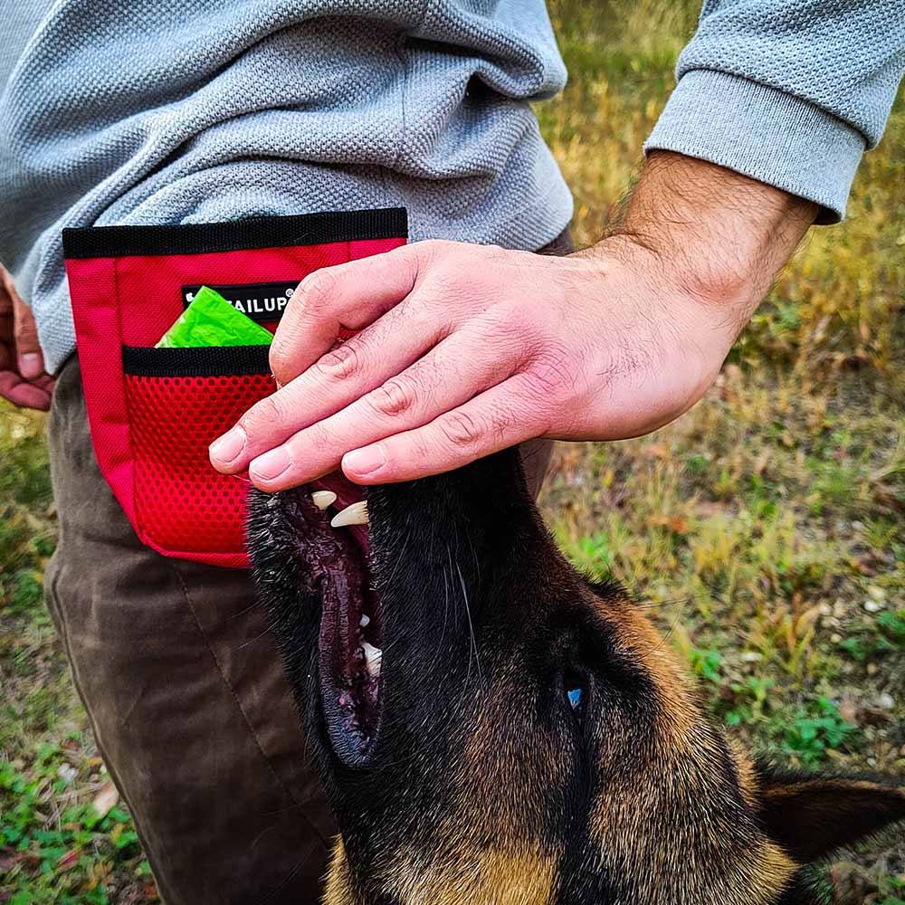 German Shepherd Training with treat pouch