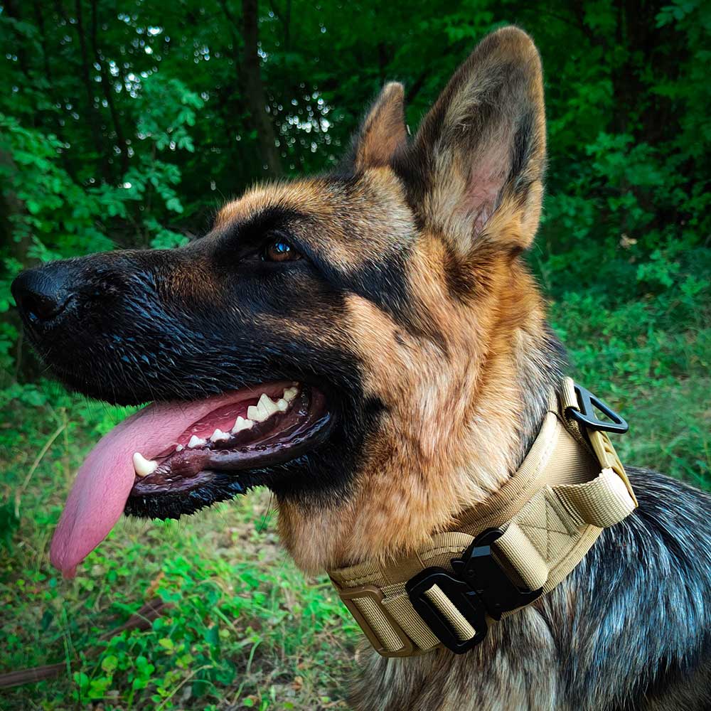 German Shepherd Wearing Devillance Tactical Collar by GSD Colony