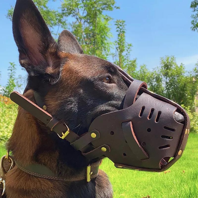 German Shepherd wearing leather muzzle by GSD Colony