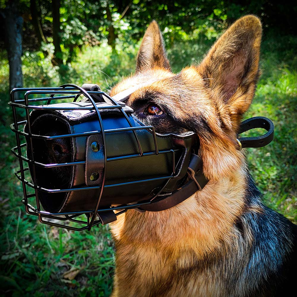 German Shepherd wearing tactical dog muzzle by GSD Colony