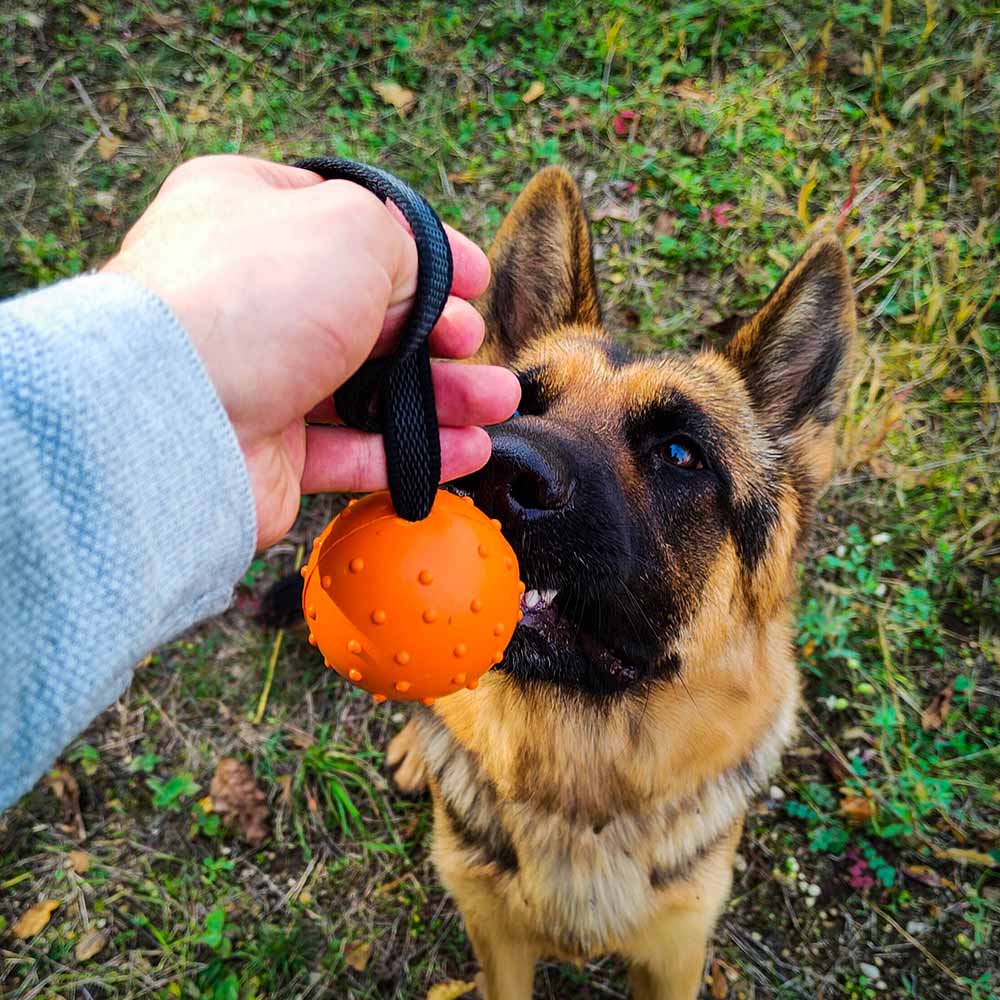 German Shepherd with Ballbea® dog training ball on rope