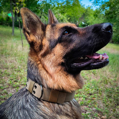 German Shepherd With Military K-9 Collar by GSD Colony