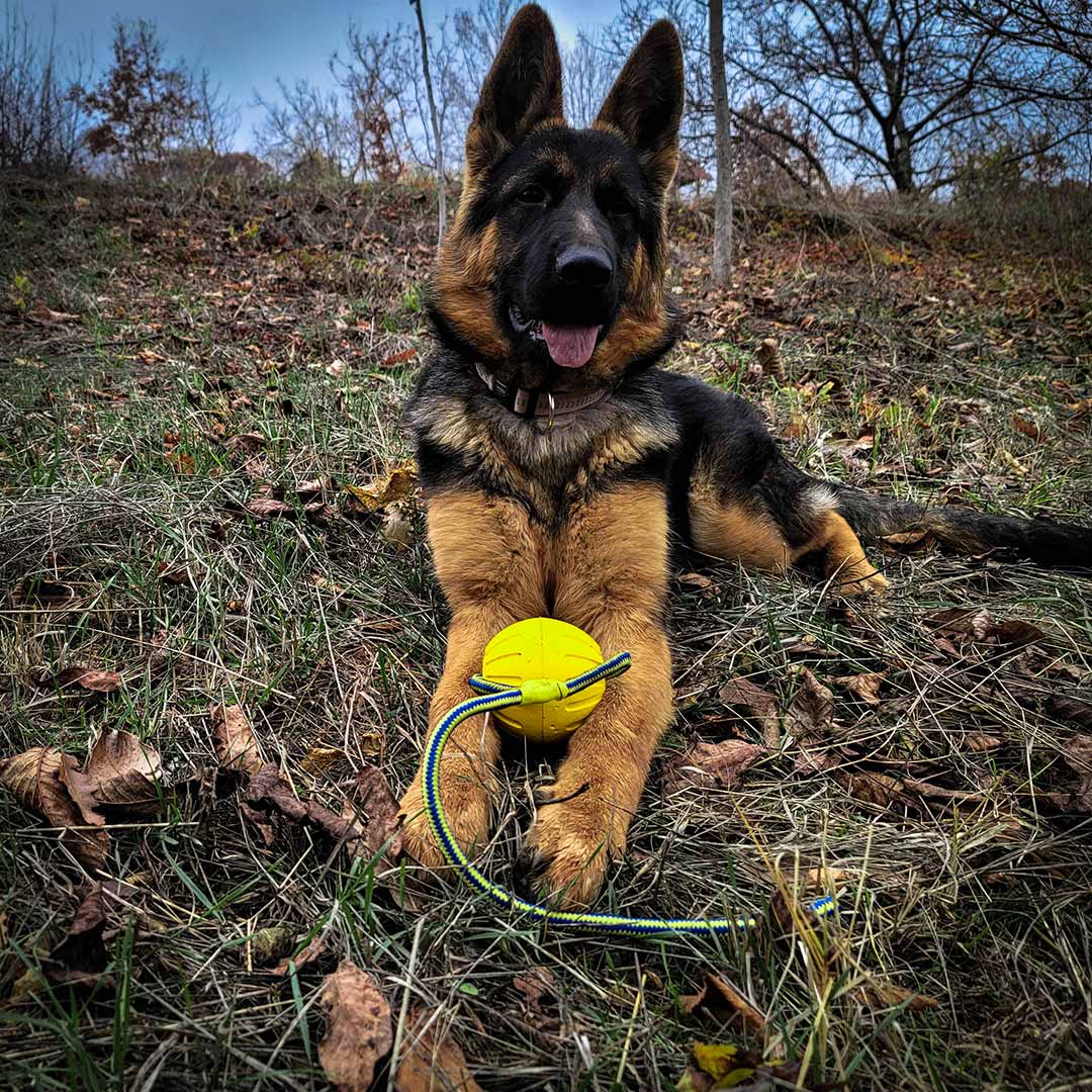German Shepherd with training ball on rope - GSD Colony